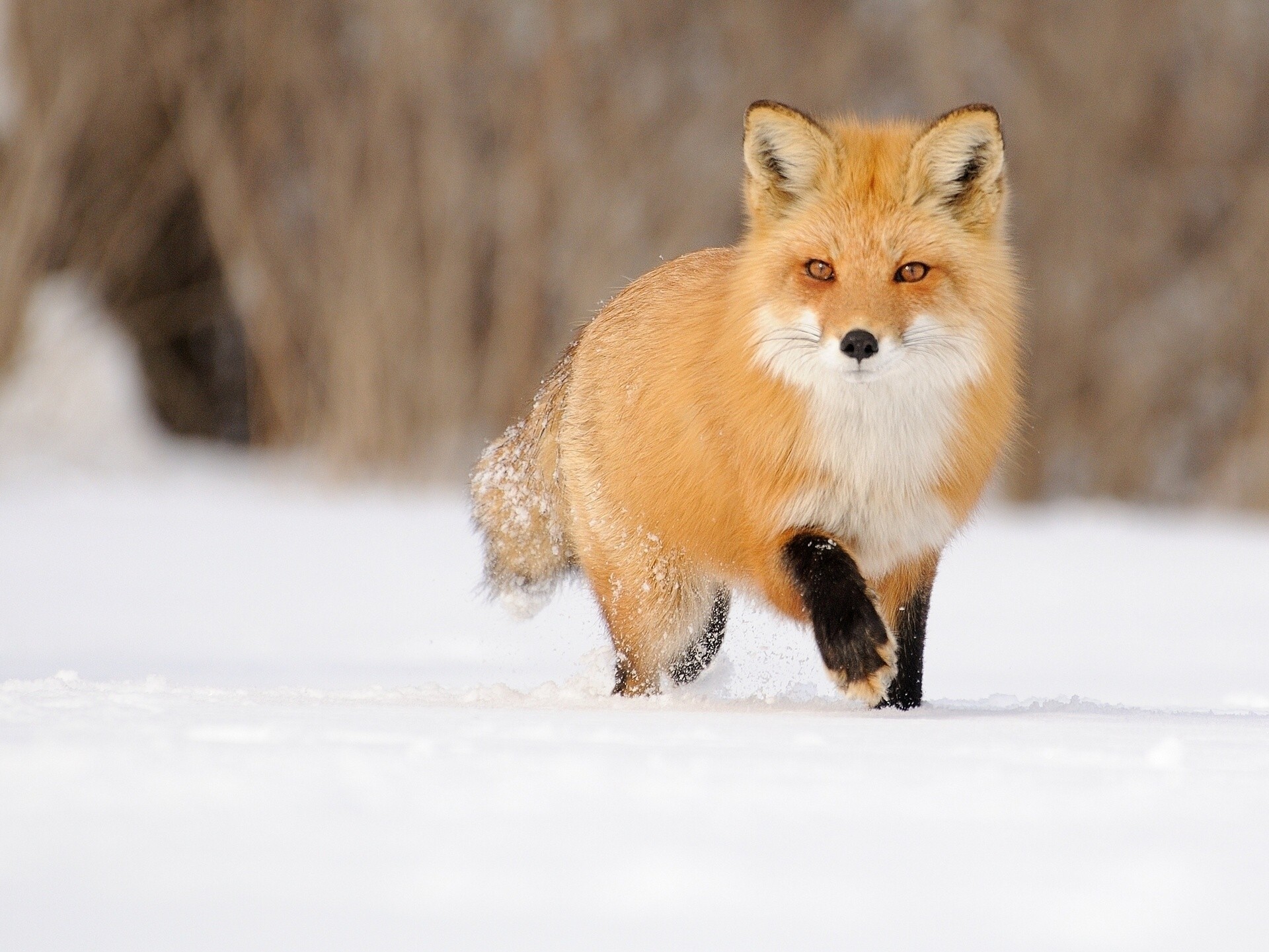 neige renard hiver rouge