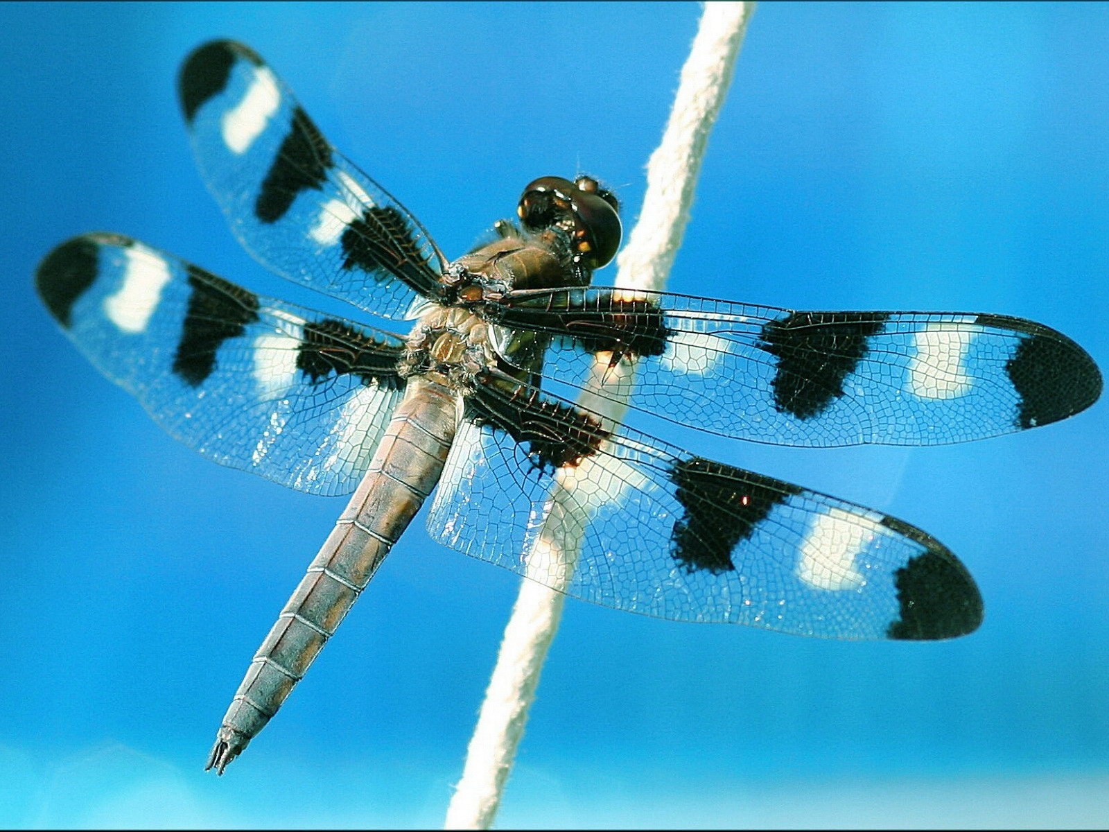 libellule gros plan ciel vol