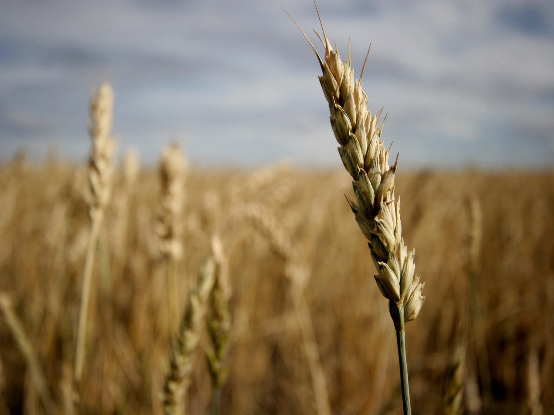 the field corn spike