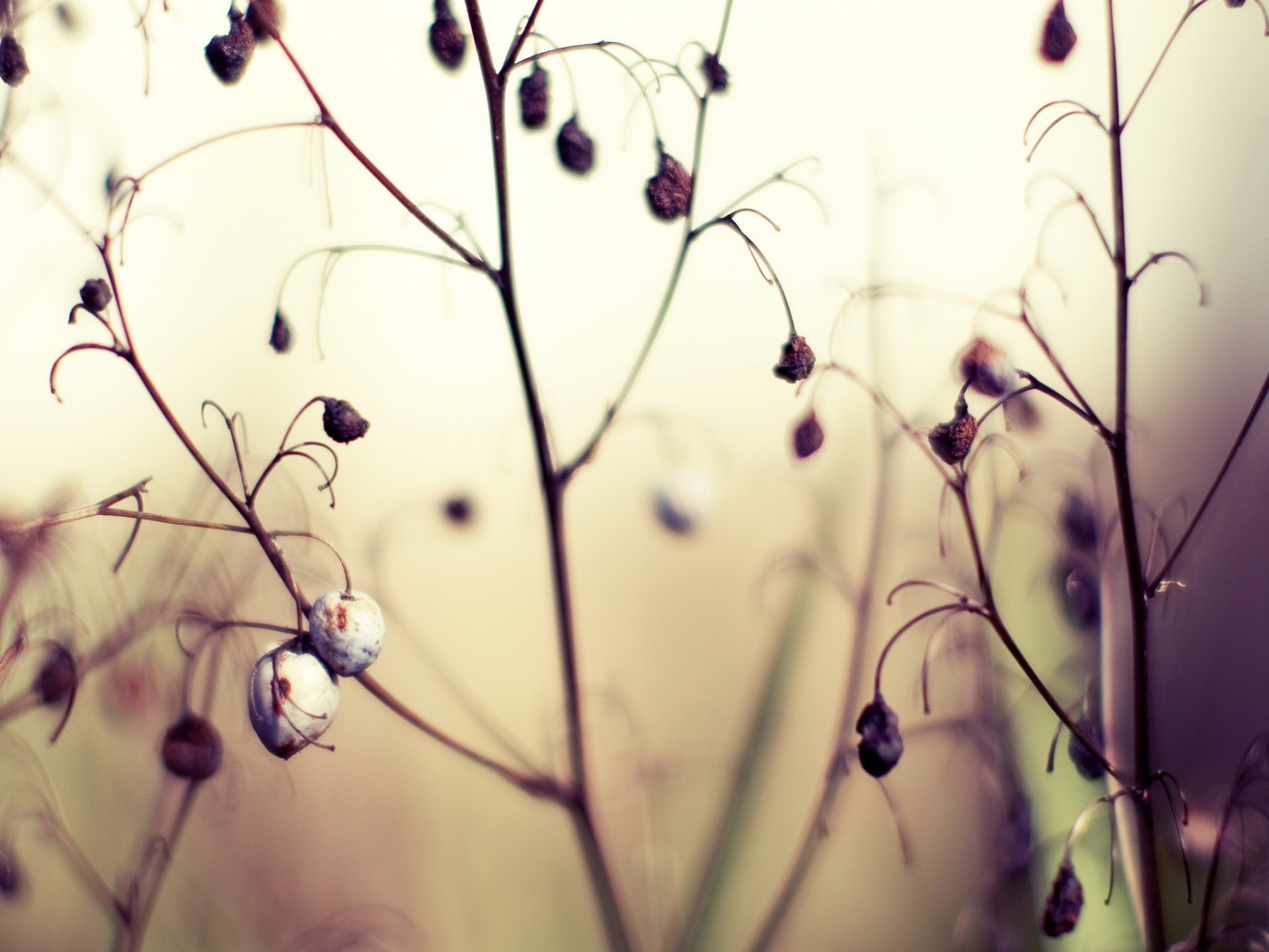 plant fruit autumn