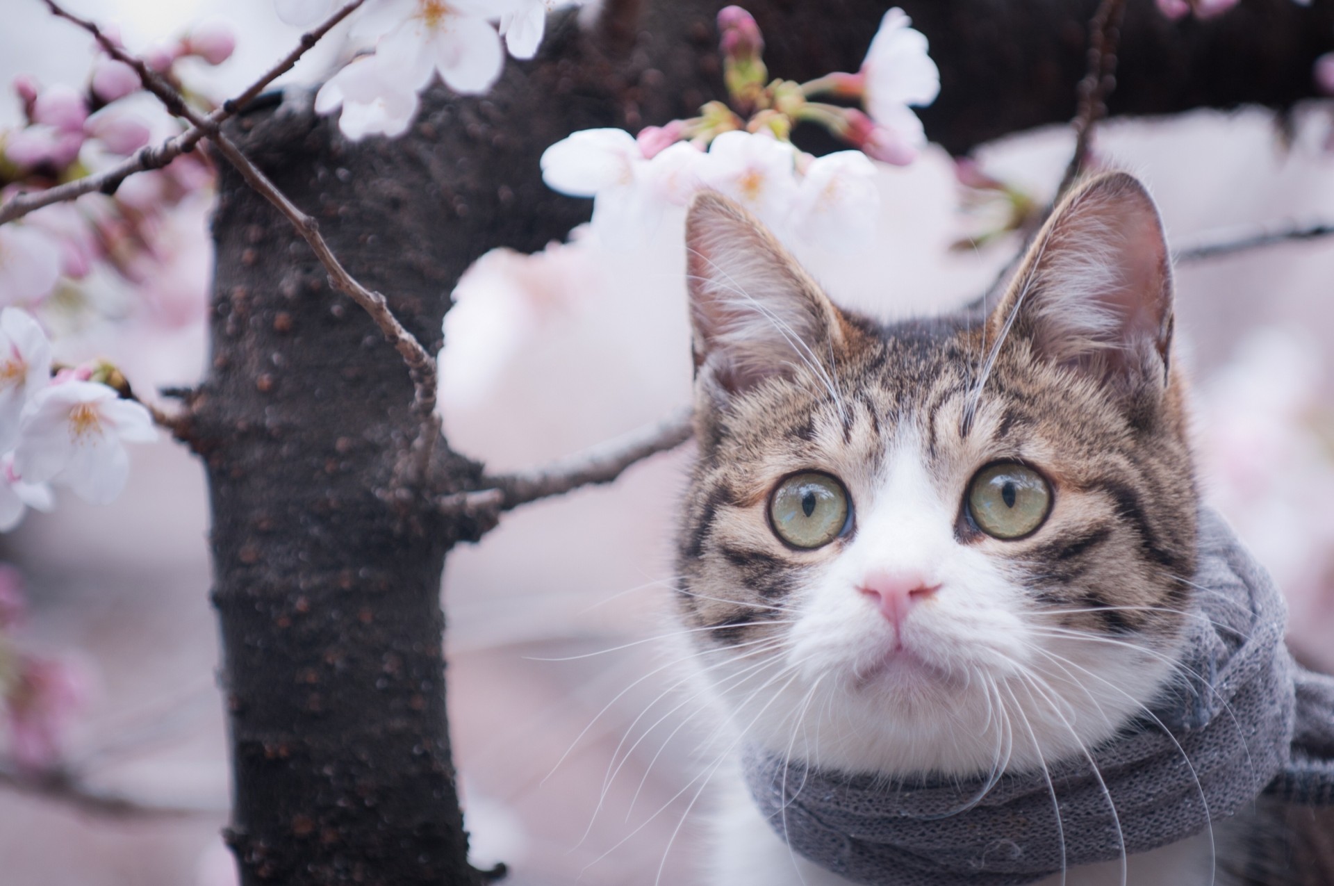 arbre vue cheval de shire écharpe chat printemps