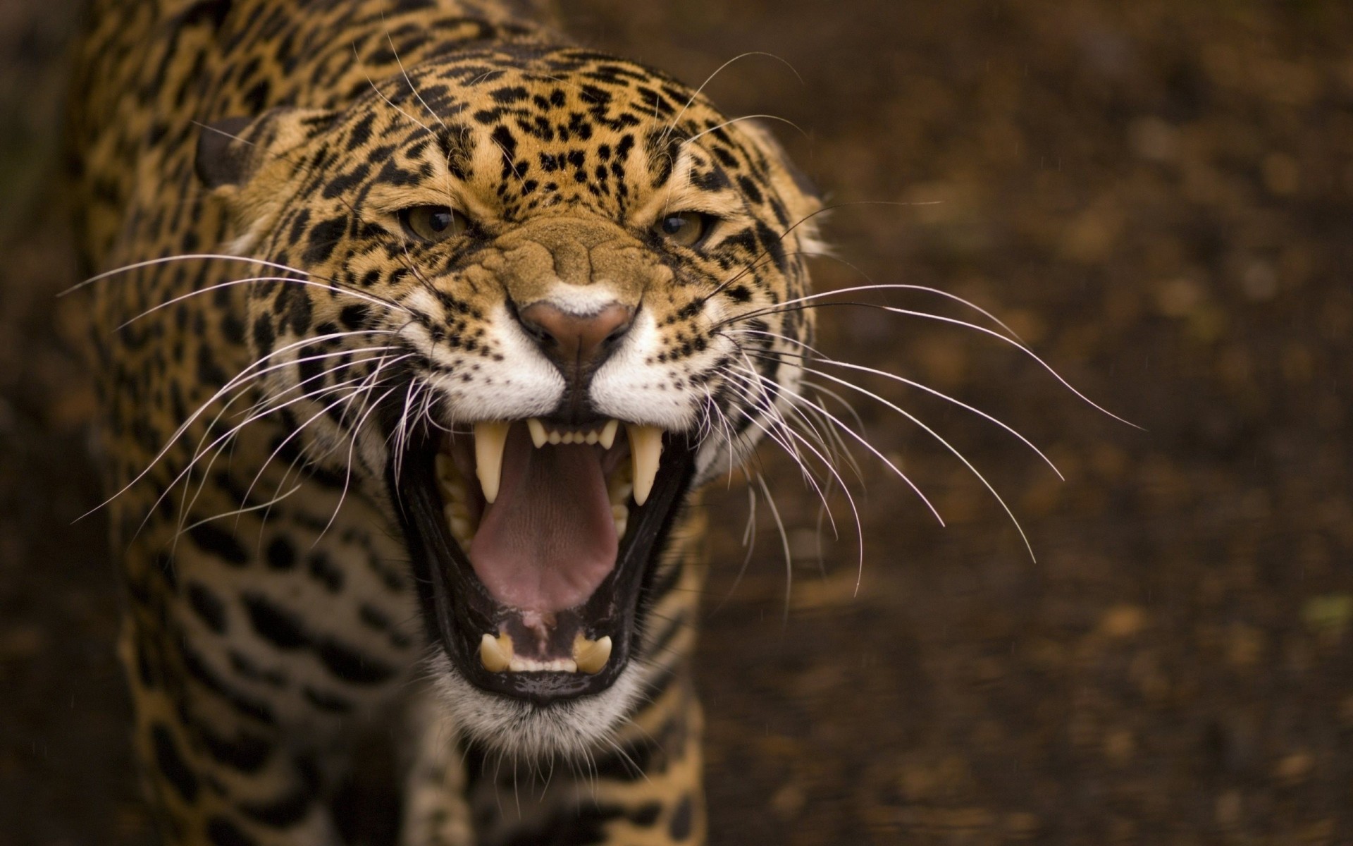 lächeln wut raubtier jaguar wildkatze mund tiere