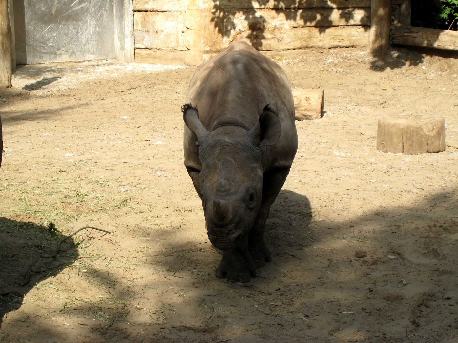 schatten nashorn naturschutzgebiet