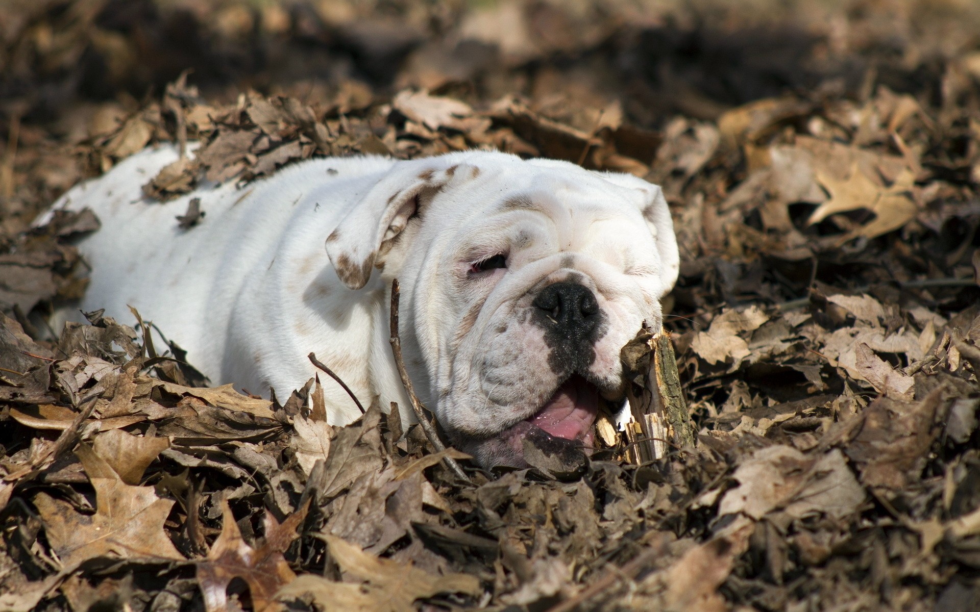 foglia cane bulldog bulldog inglese