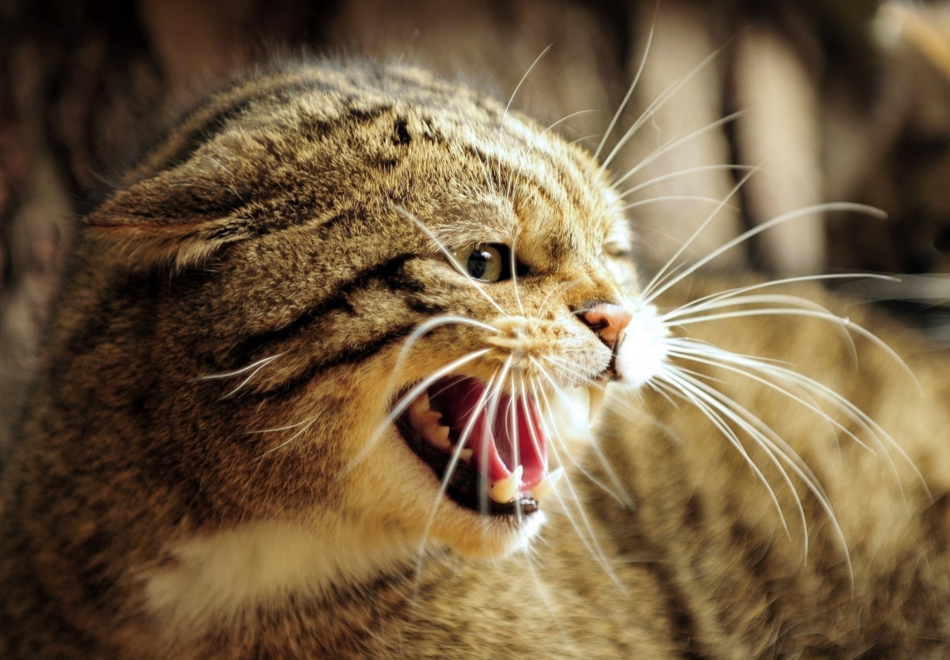 teeth fury european wildcat anger mouth fangs wild cat animal