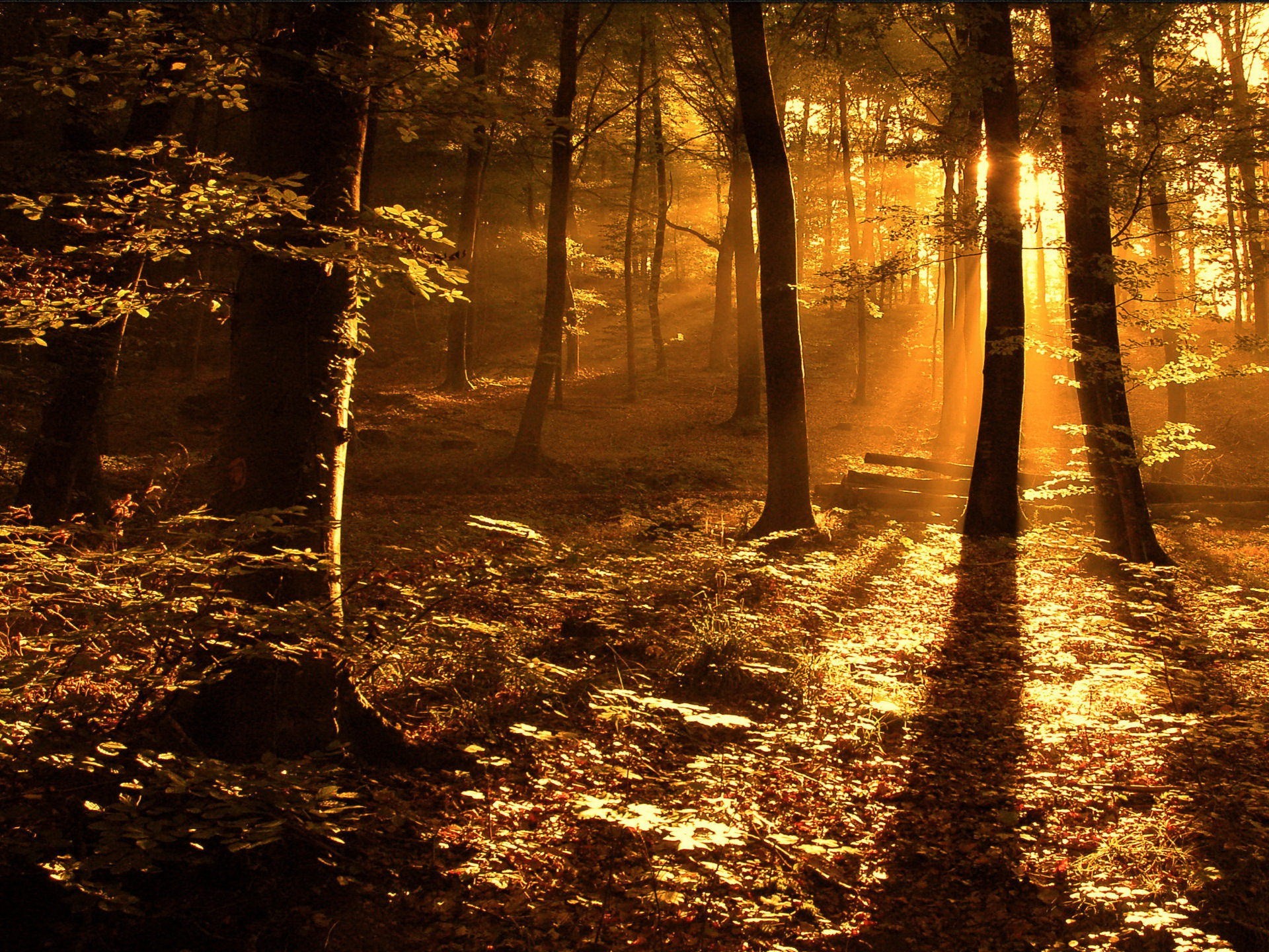 lumière arbres feuillage