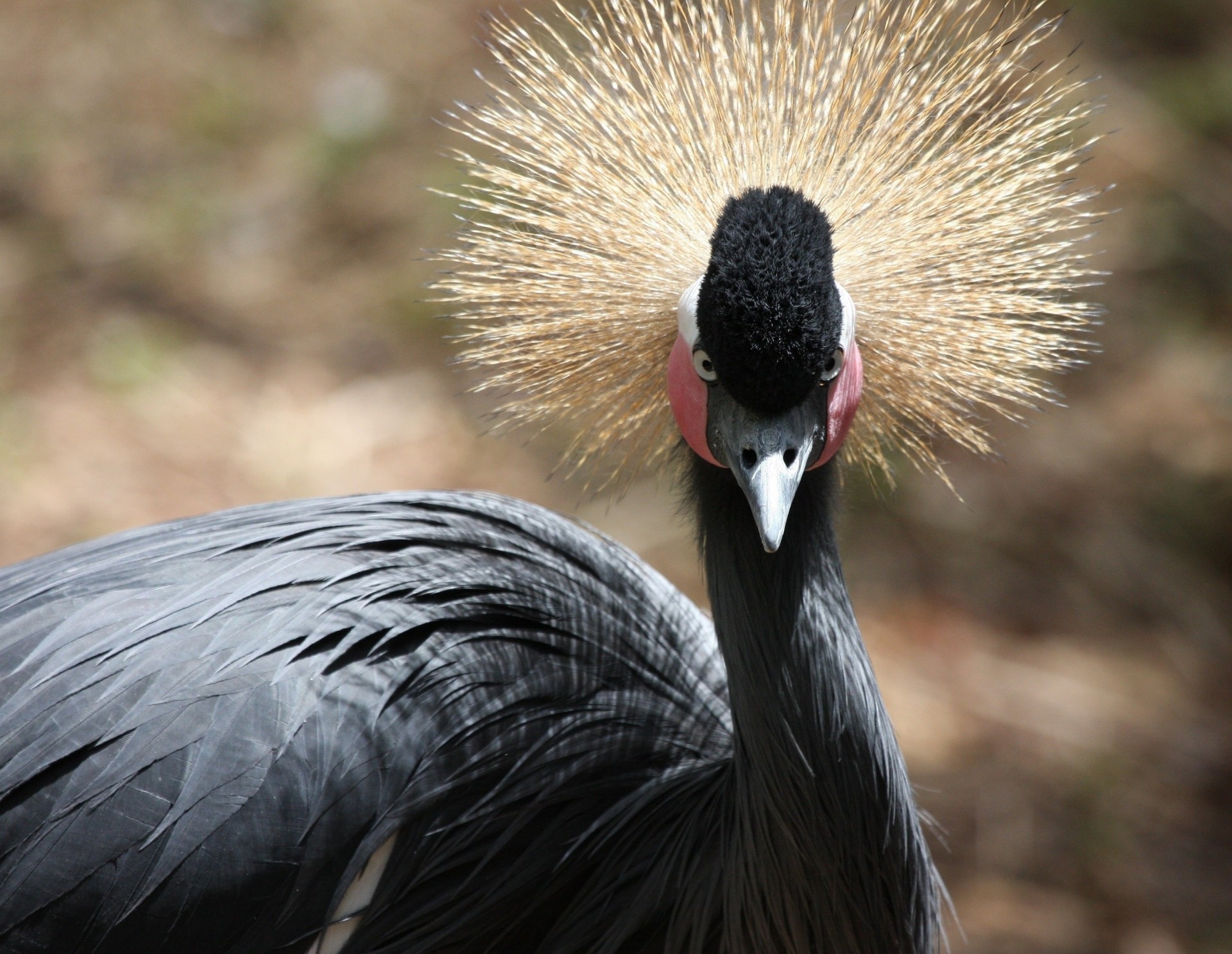 birds crane crest