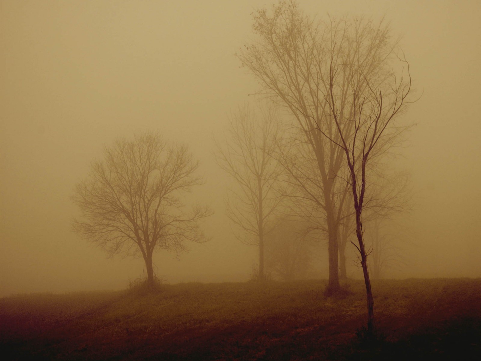 bäume nebel nacht