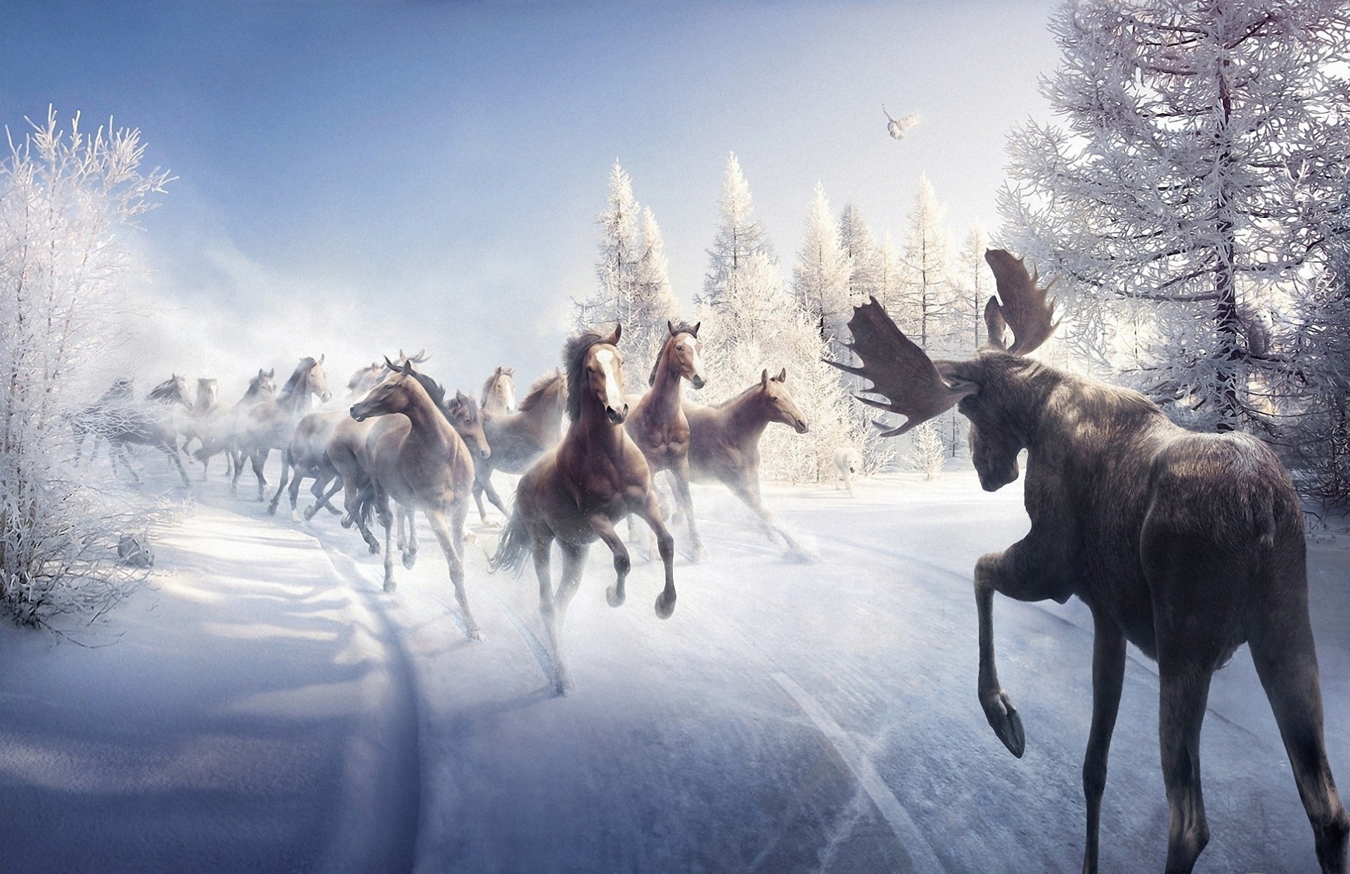 moose palm horse birds road snow winter