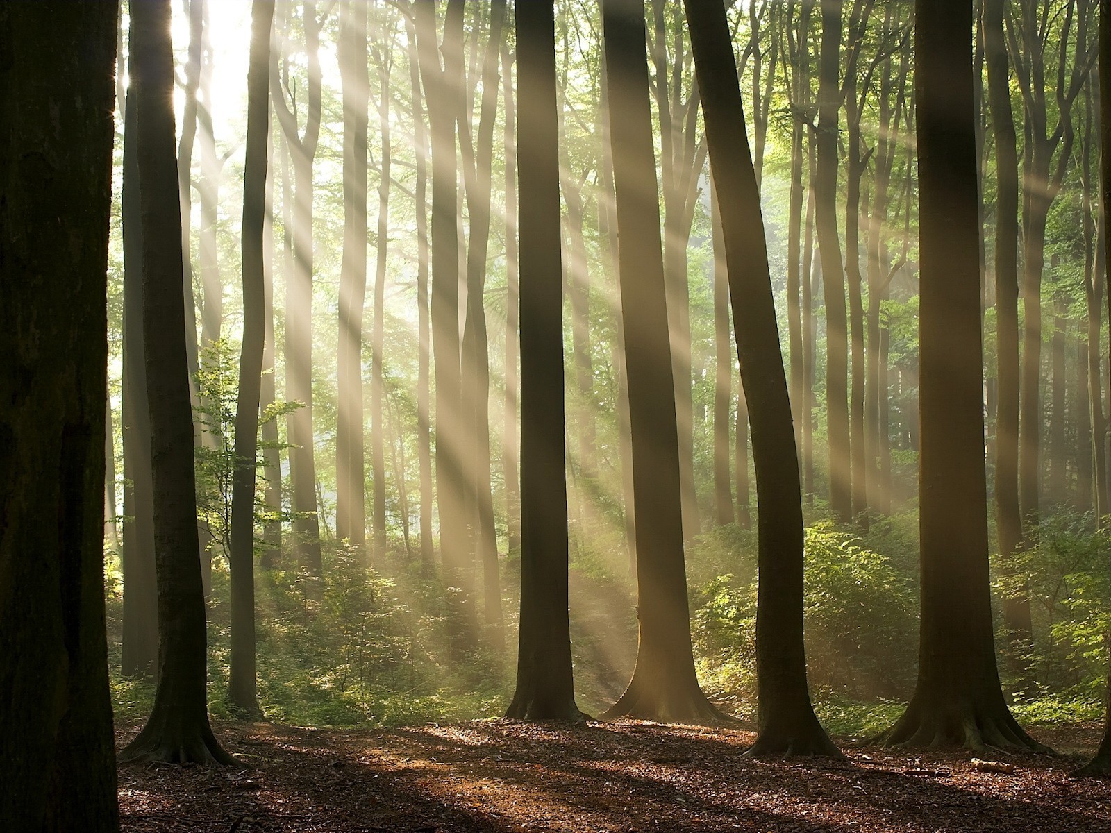 alberi foresta luce sole