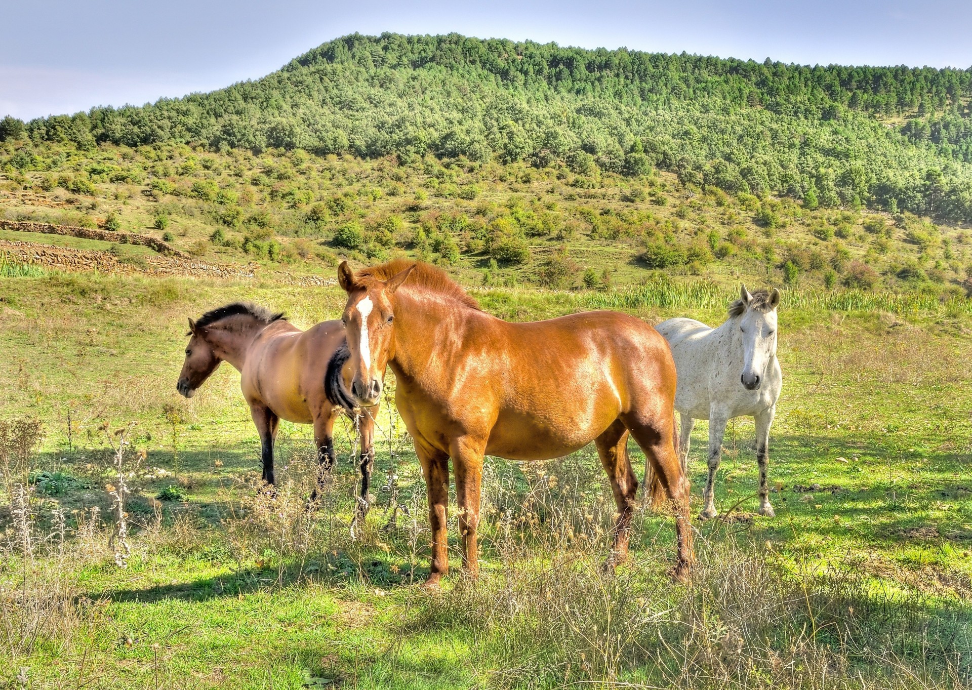 campo caballos naturaleza