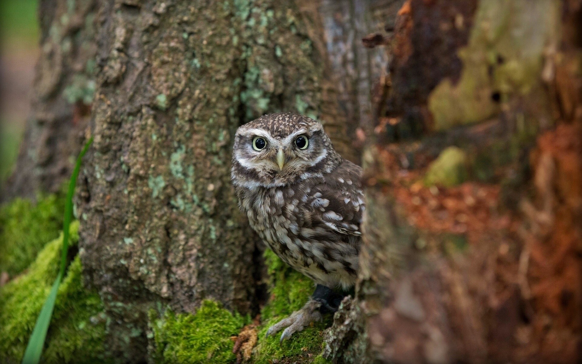 birds owl little owl tree