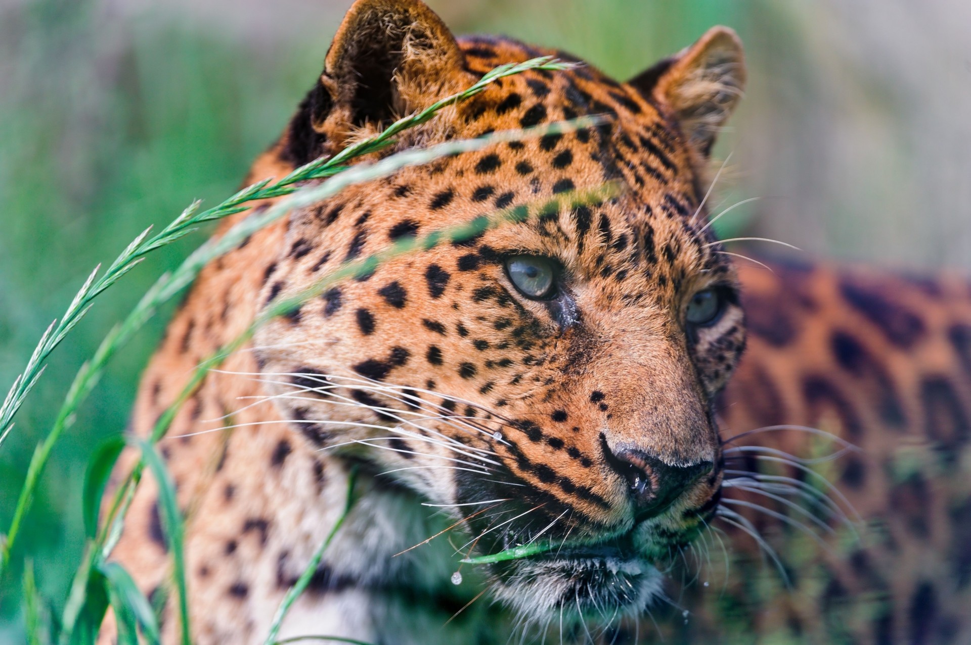 grass spotted leopard big cat