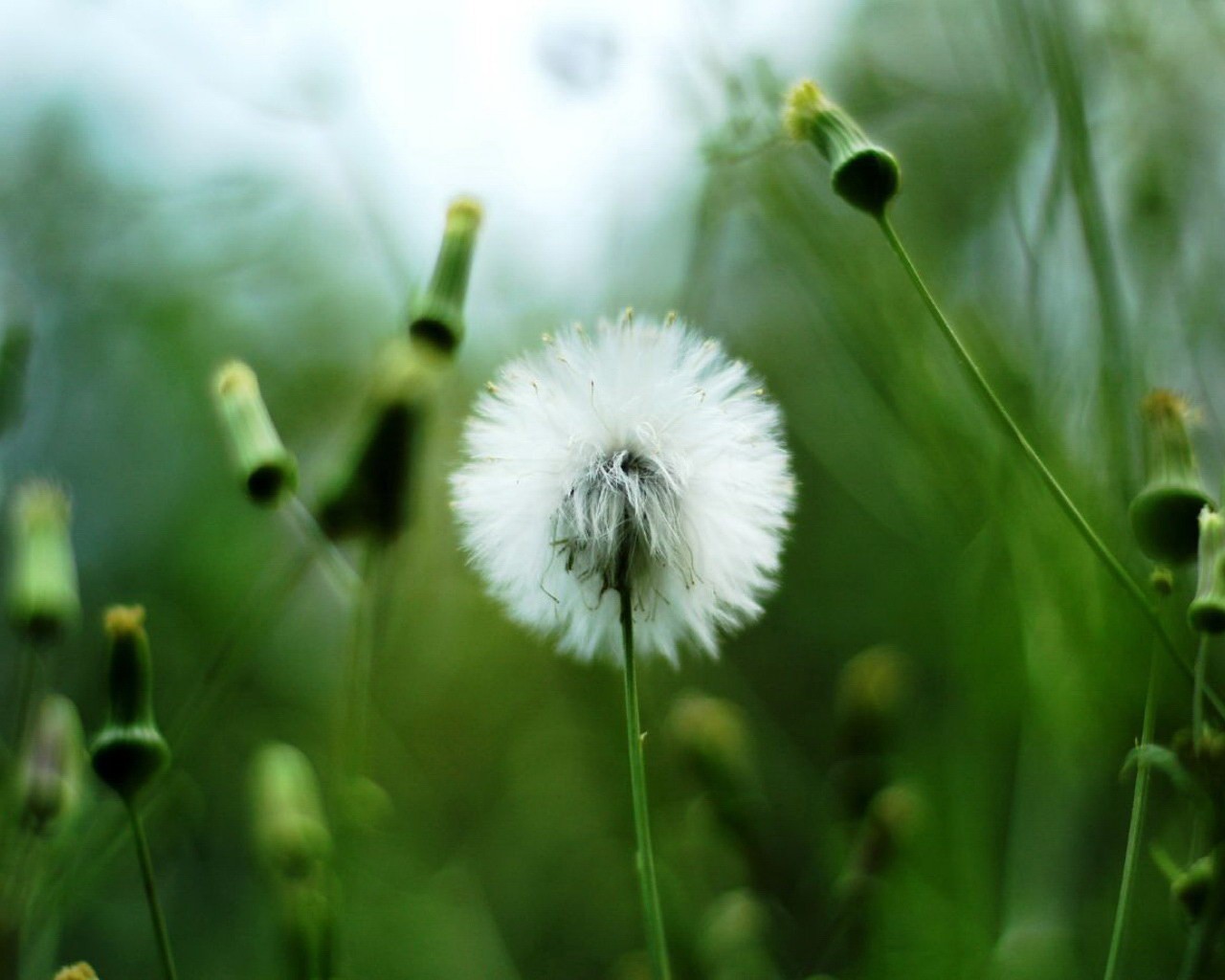 plante blanc pissenlit verdure