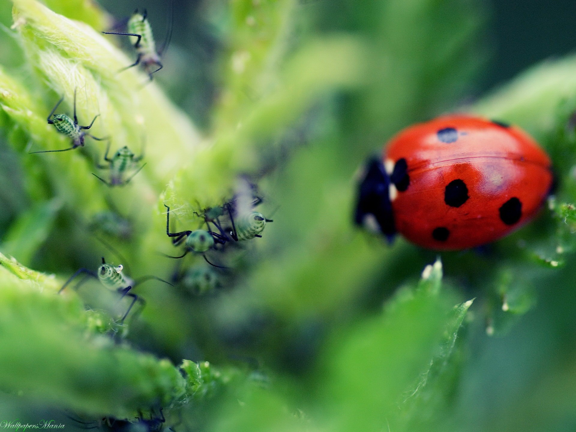 coccinella formica foglia macro