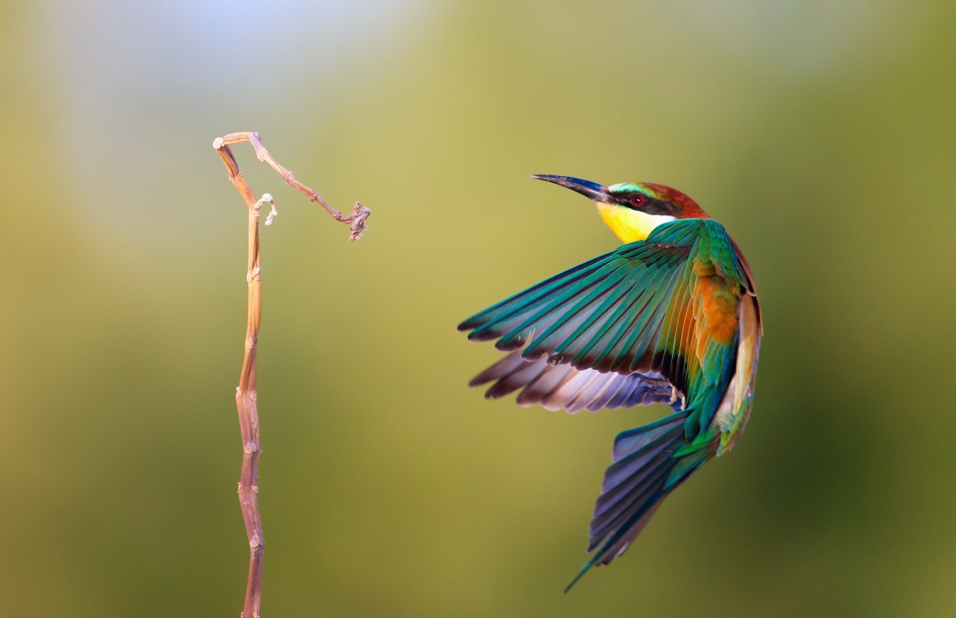 oiseaux brochet doré abeille