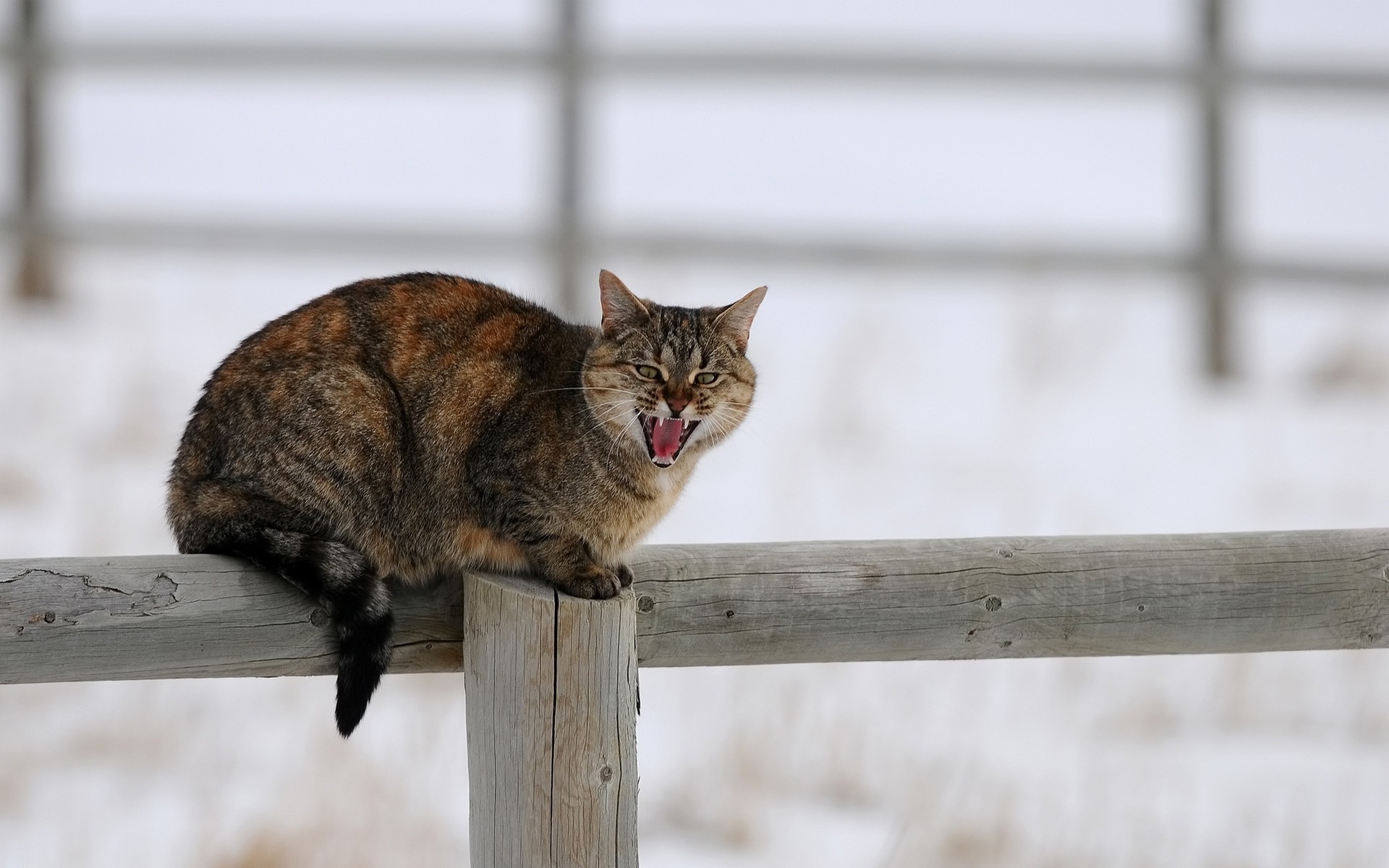 winter snow cat fence