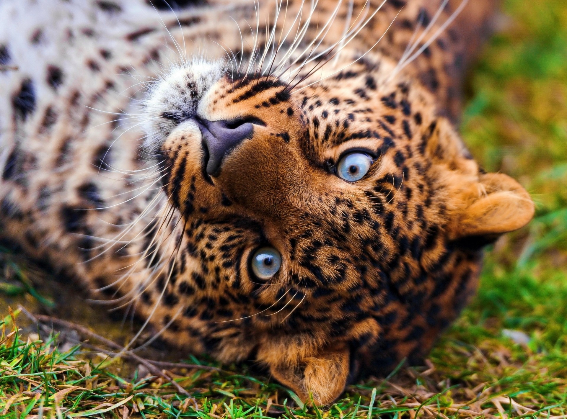 denti predatore leopardo erba specie