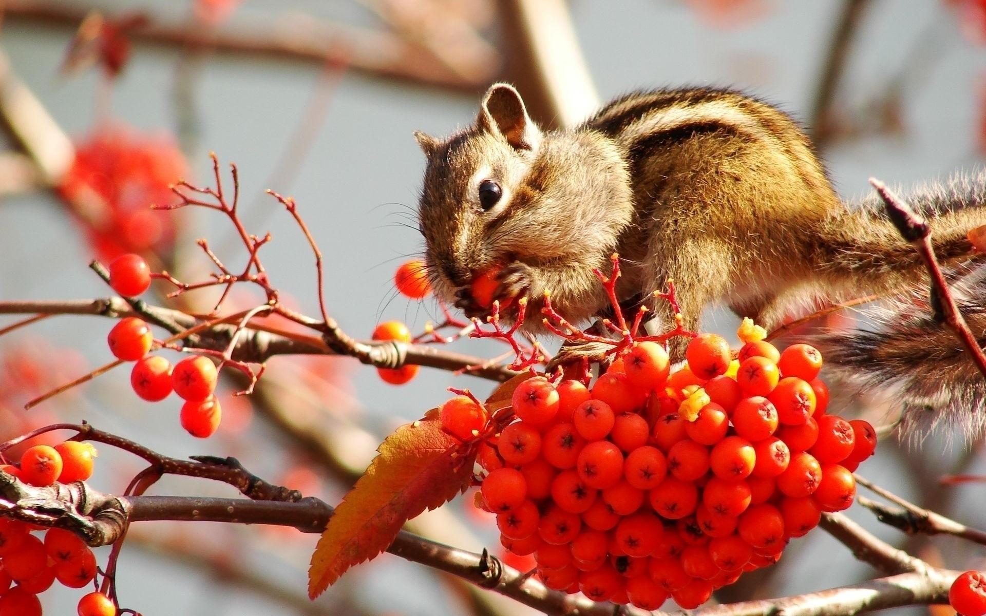 bacche frutta riserve sorbo chipmunk