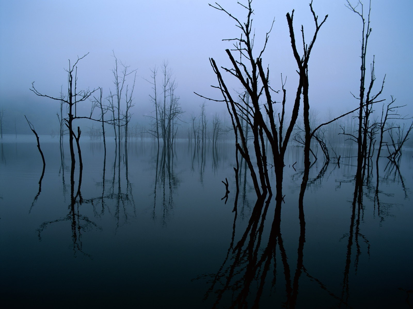 sombre réflexion arbres