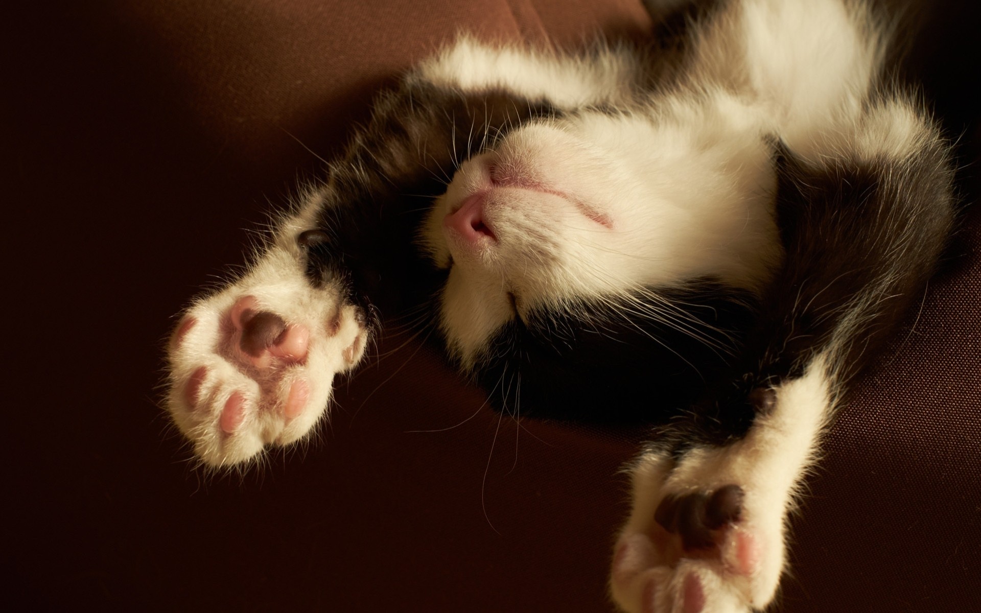 dormir noir et blanc chat pieds