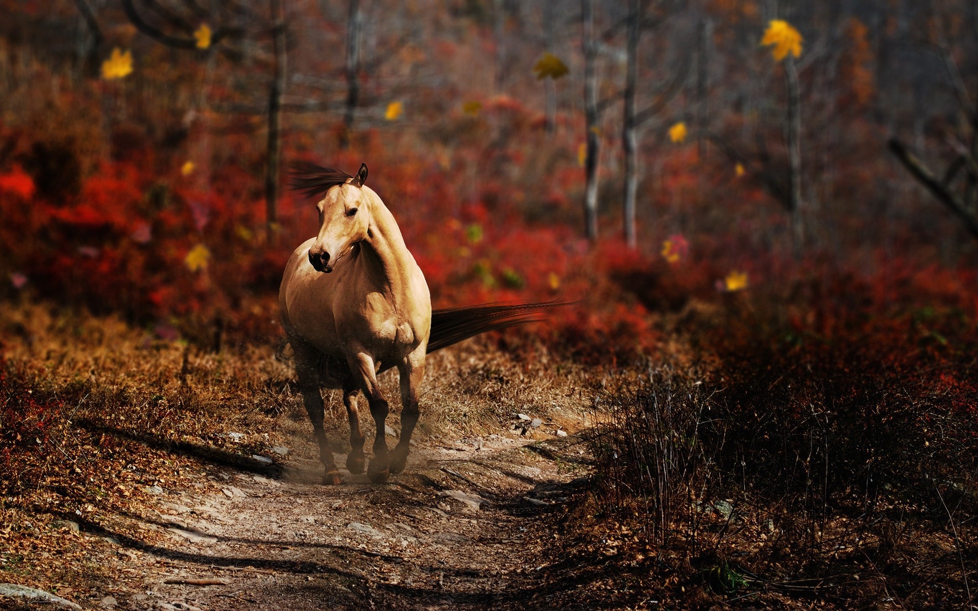 bosque carretera melena caballo escuadrón otoño