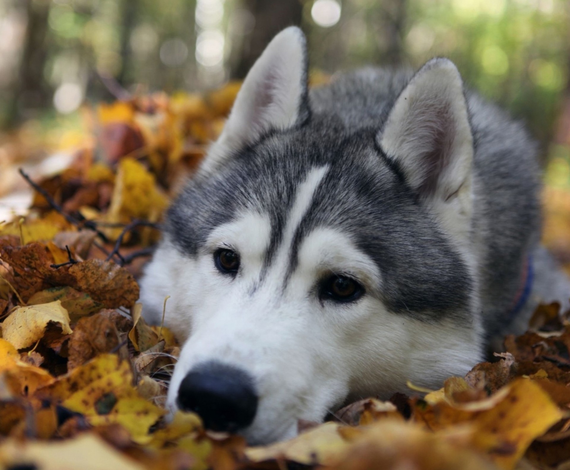 liść zęby husky pies leży husky jesień patrzy