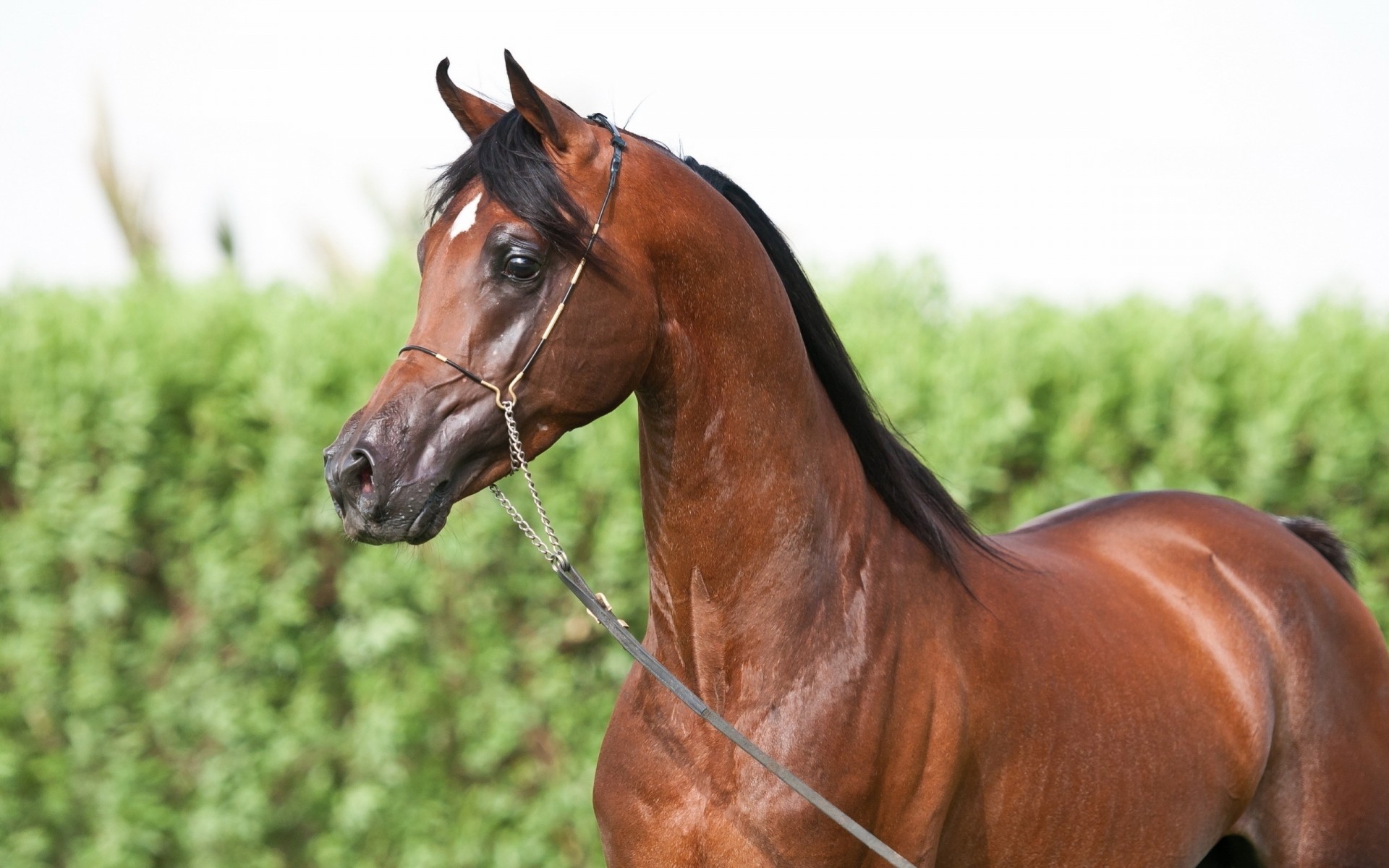 cheval dents équipe