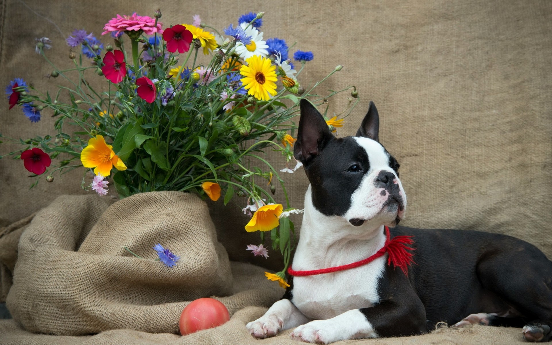 cane fiori boston terrier