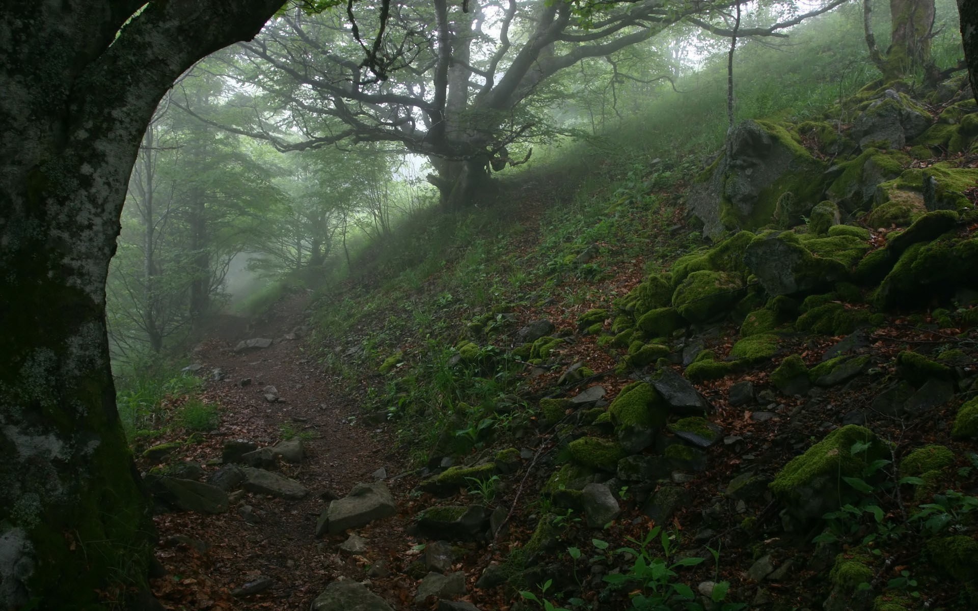 pierres sentier arbres brouillard