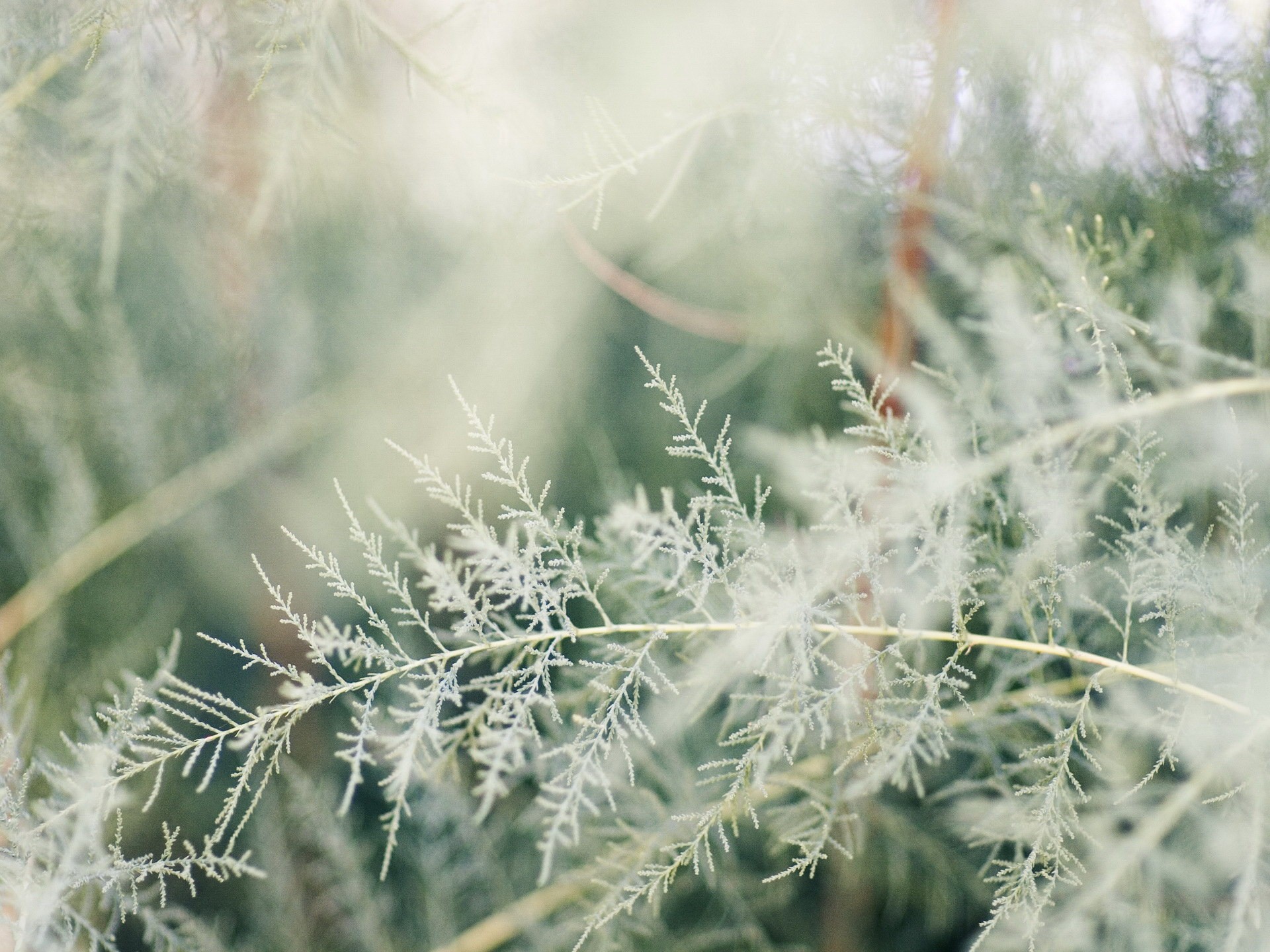 branche plante blanc