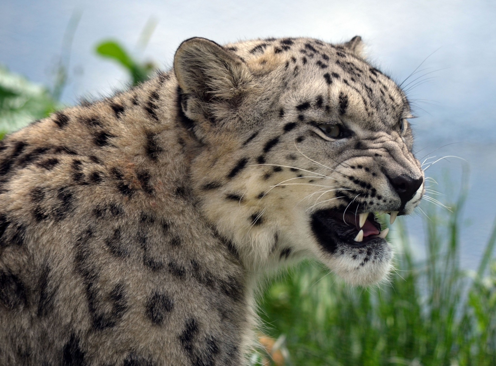 dientes bestia ira colmillos gato salvaje animales leopardo