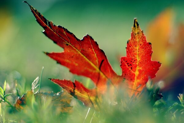 Autumn maple leaf