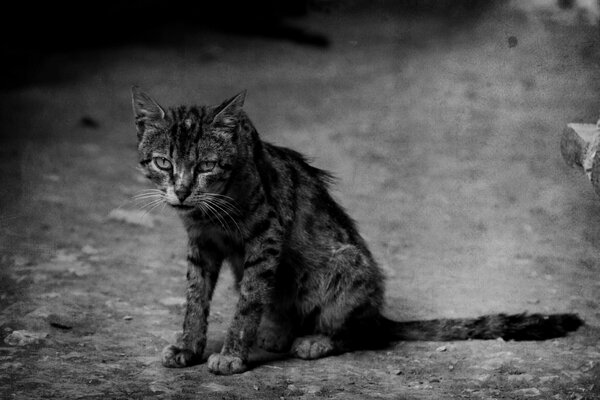 Schwarz-Weiß-Foto einer traurigen streunenden Katze