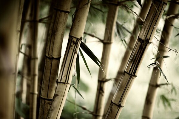 Bamboo thickets macro photography with a blurry background