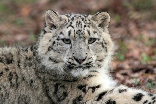 Wild leopard in the forest