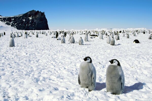 Eine Herde von Pinguinen auf weißem Schnee