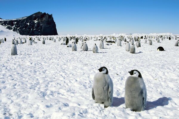 Branco di pinguini sulla neve bianca