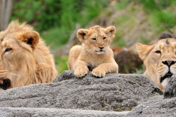 A family of Lions in ambush on vacation