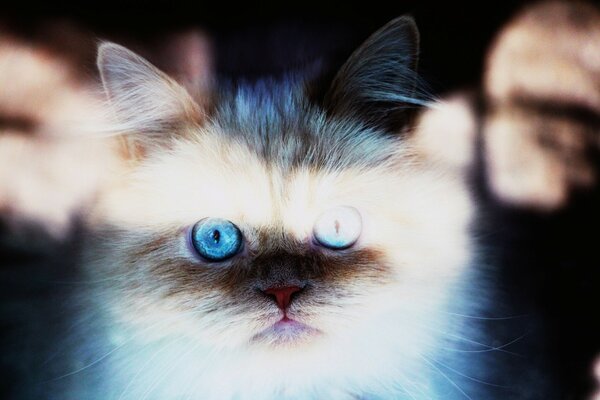 Gatto grigio con gli occhi azzurri