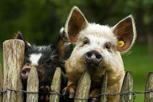 Cute piglets behind a wooden fence