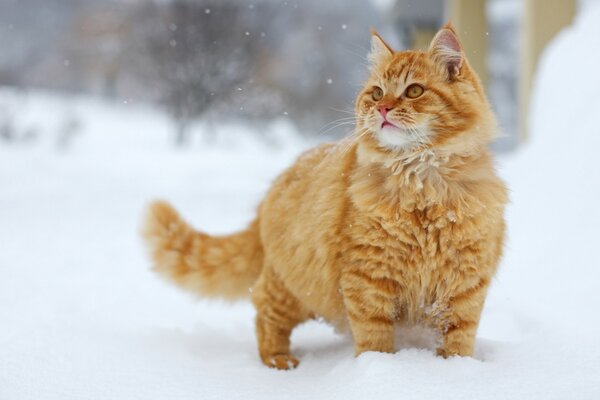 A red-haired cat walks in the snow