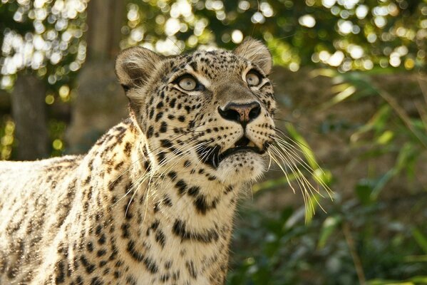 Wildkatze Leopard im Wald