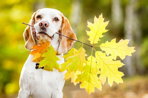 Biały spaniel z rudymi uszami trzyma jesienny liść