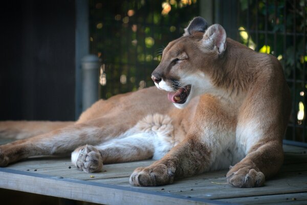 Chat sauvage Cougar menace