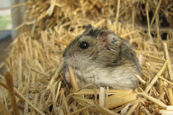 Criceto mangia paglia seduto sulla segatura