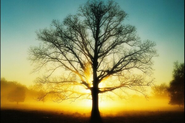 Ein Baum ohne Laub bei Sonnenuntergang