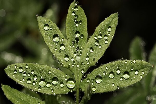 Gocce d acqua su foglie verdi