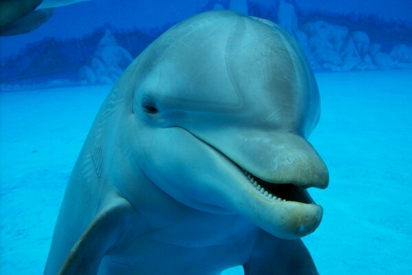 Dolphin in the pool by underwater shooting method