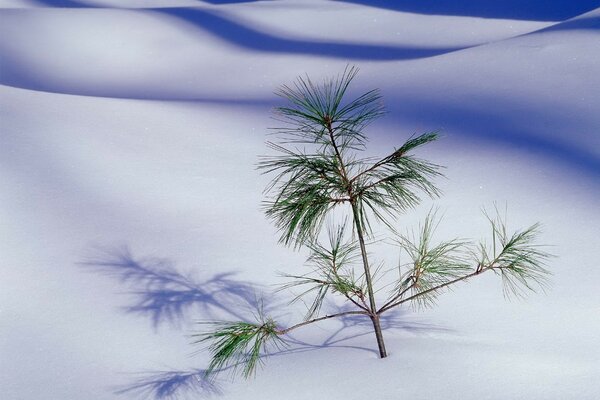 Petit arbre de Noël dans le désert blanc
